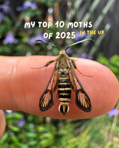 Carousel post from garden.of.moths.