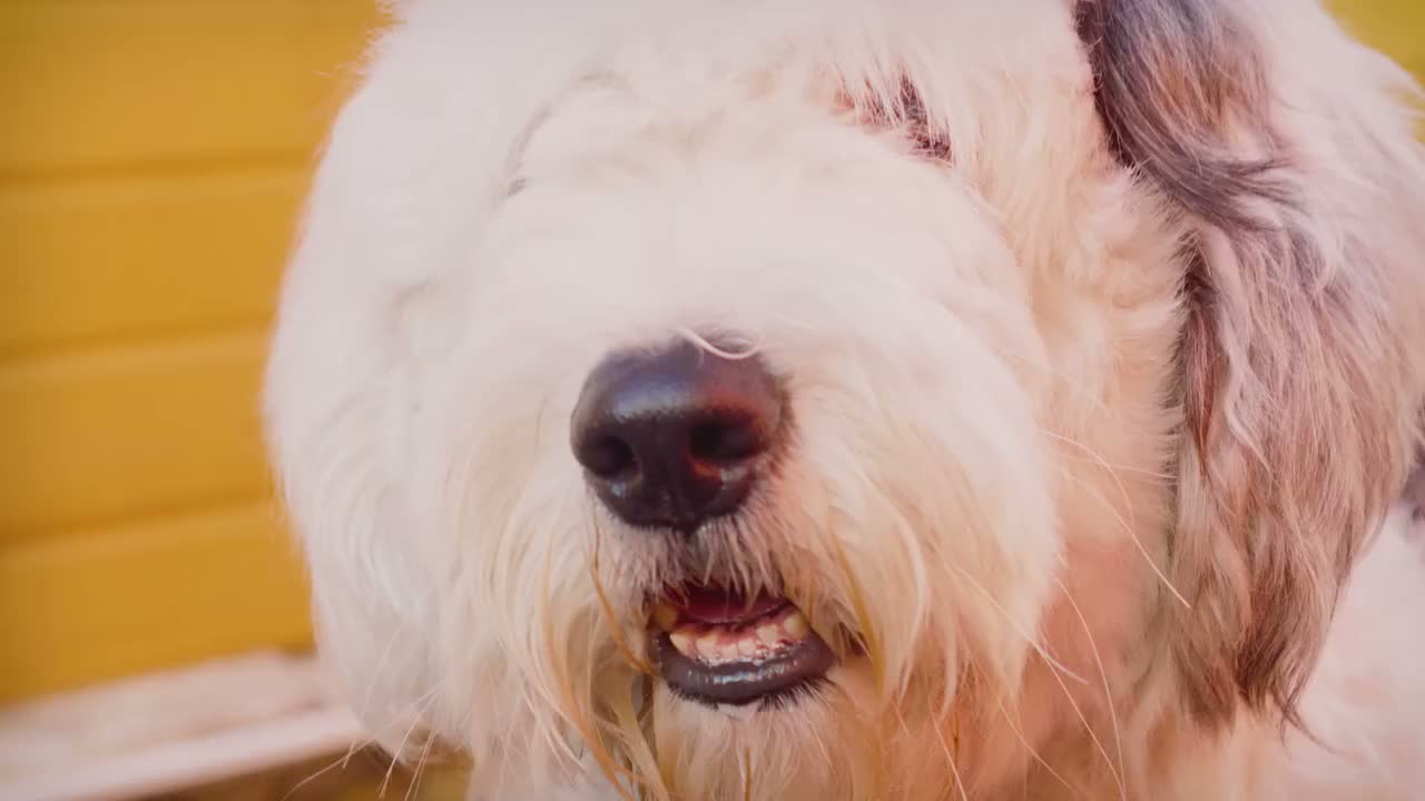 Video post from hurttakorea.