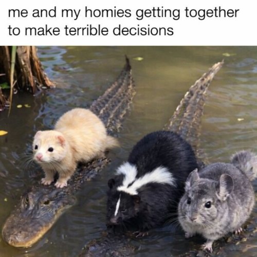 Photo post from njexoticpets.