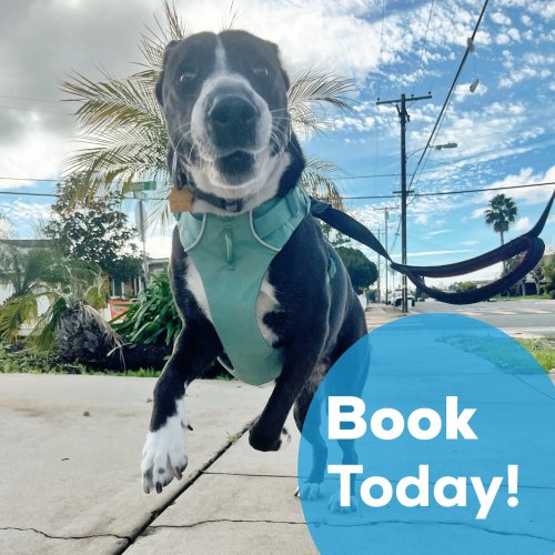 Photo post from pawsplaysandiego.