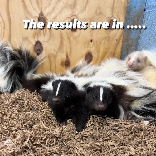 Photo post from njexoticpets.