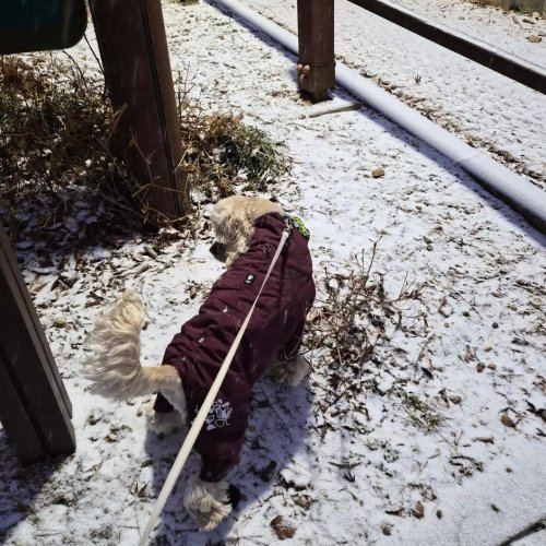 Carousel post from cocker_jerry_.