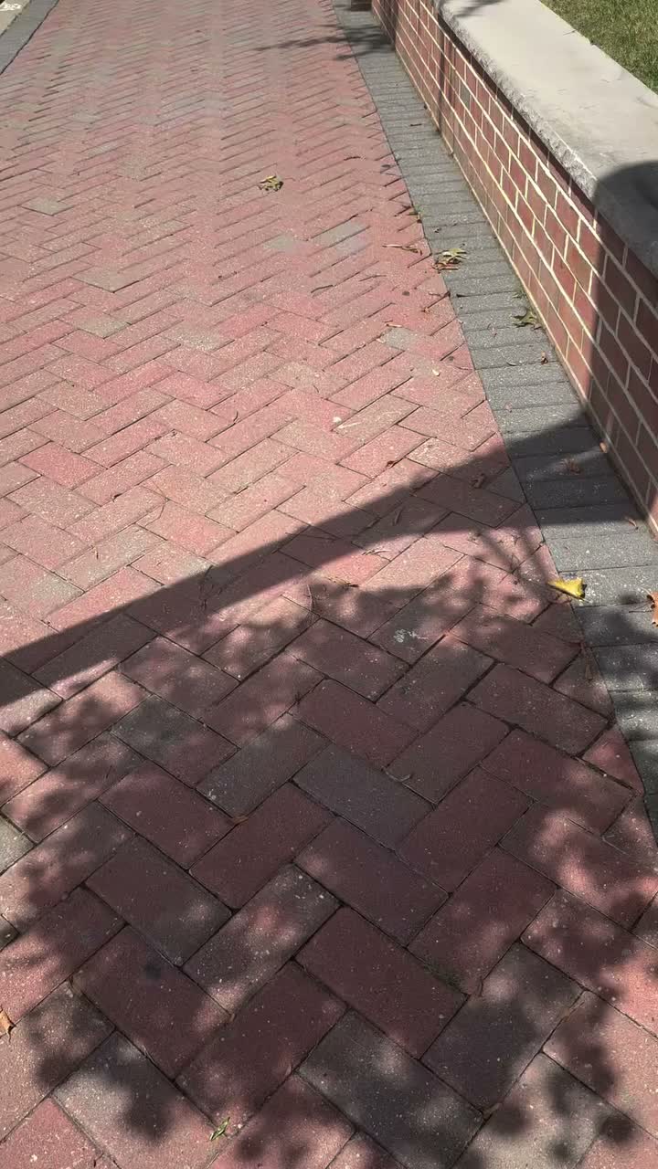 Video post from sinfulart_tattoo.