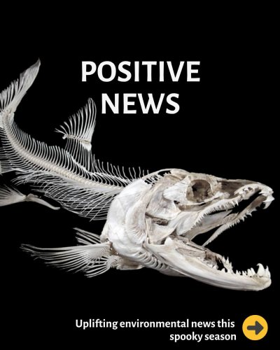 Carousel post from pacificwild.