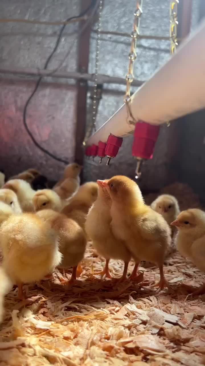 Video post from hungryhollowfarm.