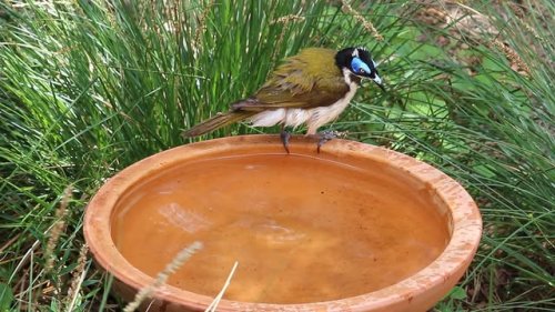 Video post from habitatgardenproject.