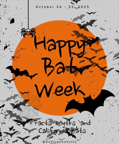 Carousel post from battygonebatty.