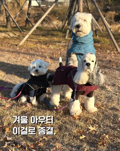 Carousel post from dang_mart.