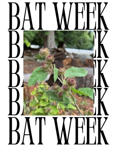 Photo post from iscbc.