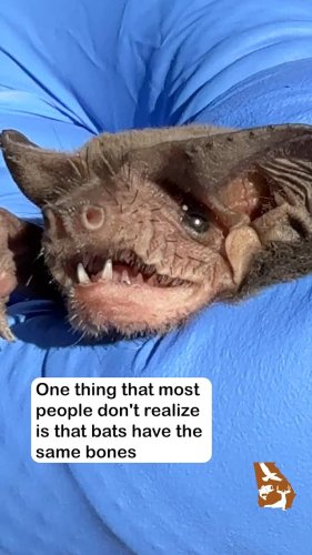 Video post from georgiawildlife.