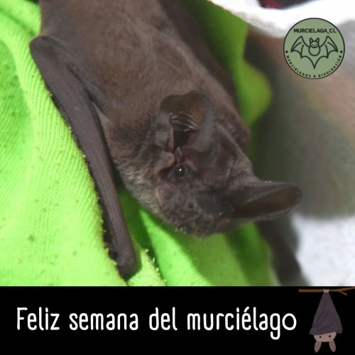 Carousel post from murcielaga_cl.