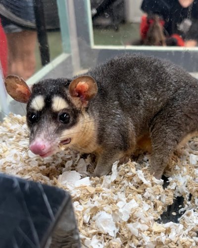 Photo post from njexoticpets.