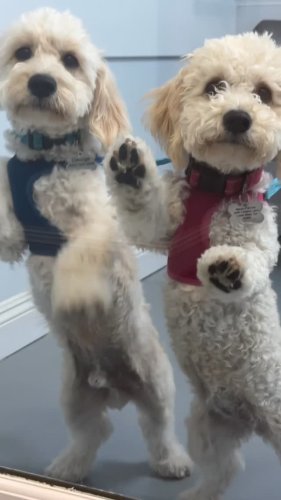 Video post from familyanimalhospitalcm.