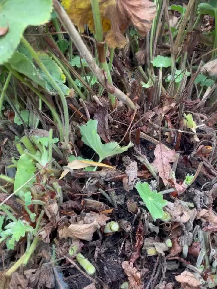 Carousel post from elspeth_in_the_garden.