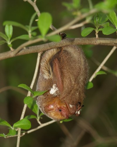 Photo post from tnwildlifefederation.