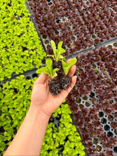 Photo post from farmbox_arizona.