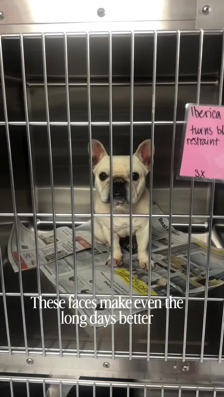 Video post from familyanimalhospitalcm.