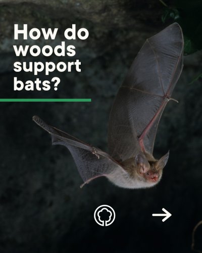 Carousel post from thenatforest.