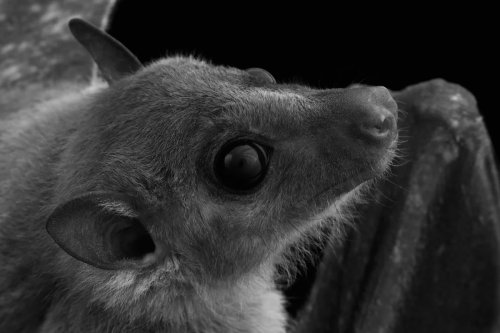 Photo post from battyforbatts.