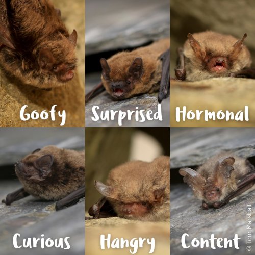 Photo post from gloswildlife.