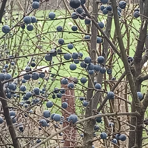 Photo post from suebrownhosta.