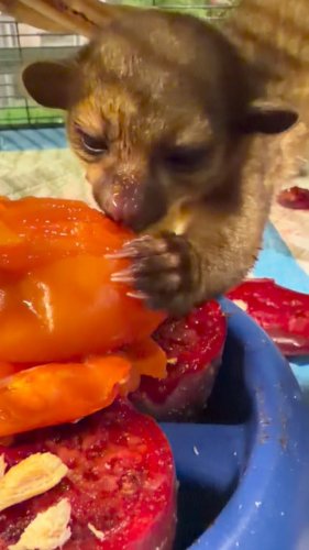 Video post from njexoticpets.