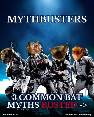 Carousel post from gothambatconservancy.