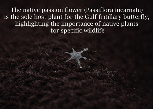 Photo post from mistyyoungphoto.