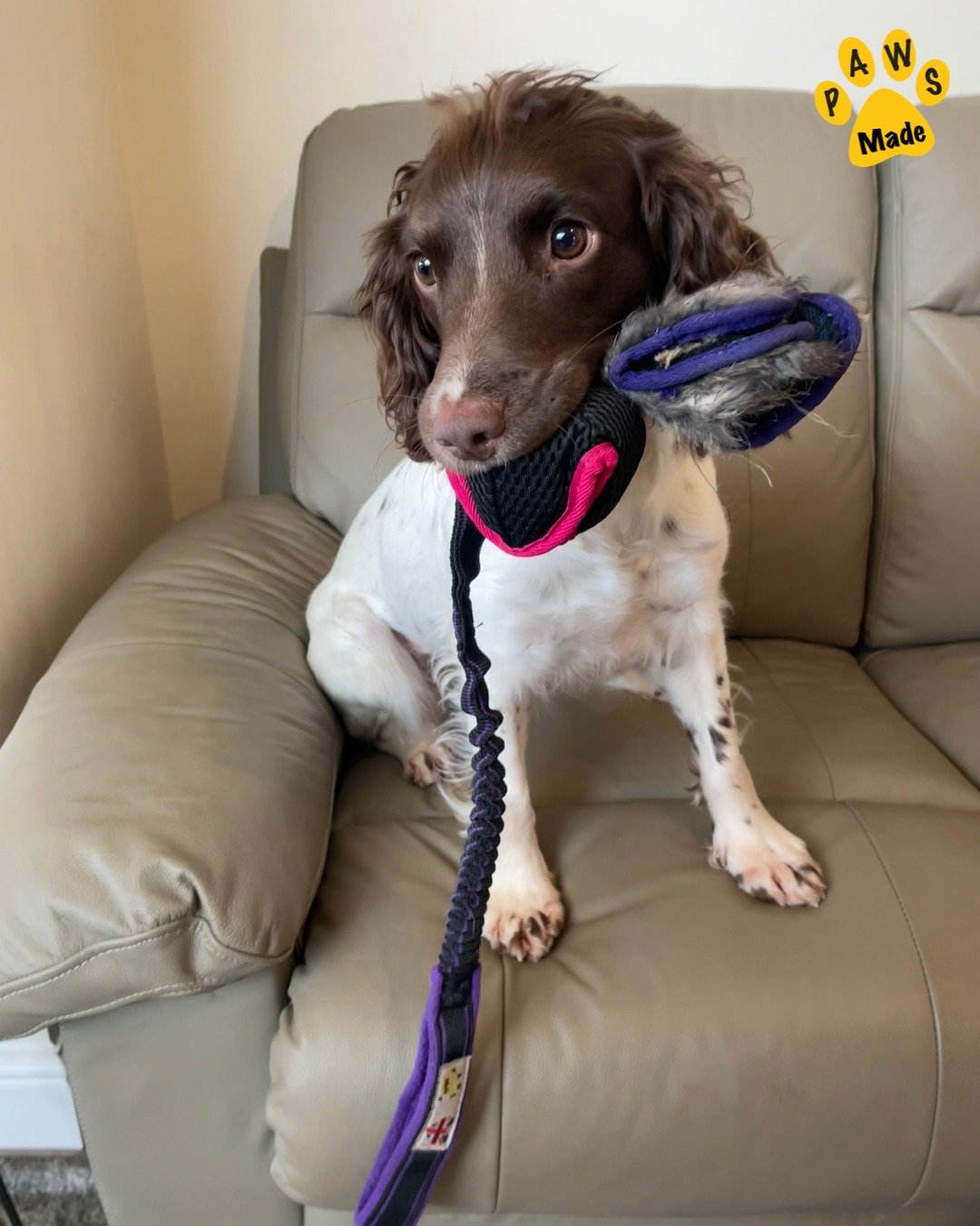 Photo post from pawstrading.