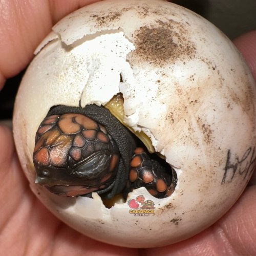 Photo post from carapacecritters.