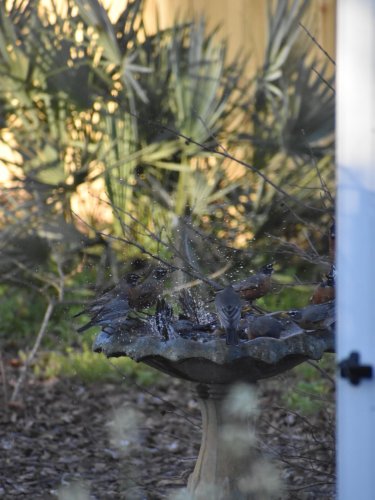 Carousel post from botanical.samantha.