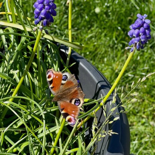 Carousel post from sarahswildgarden.