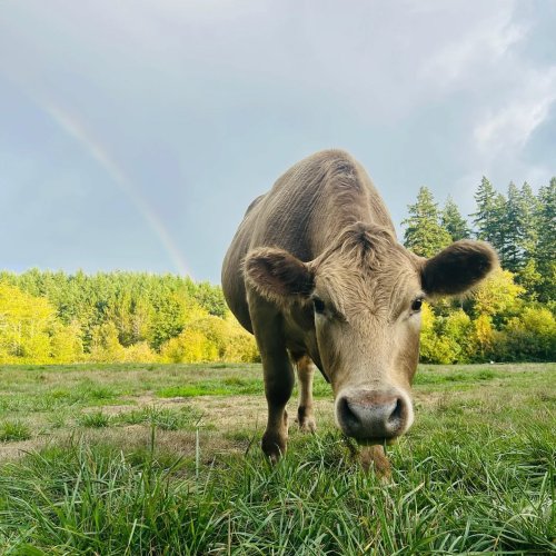 Photo post from hungryhollowfarm.