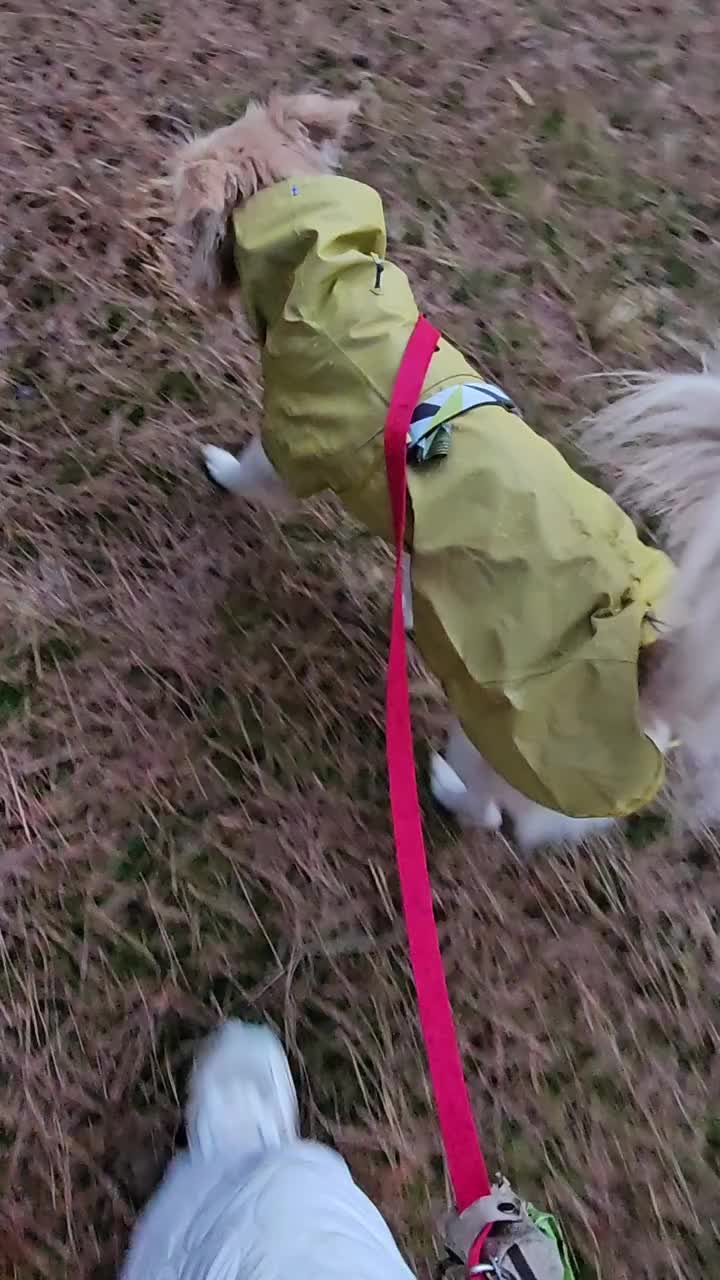 Video post from ydream77.