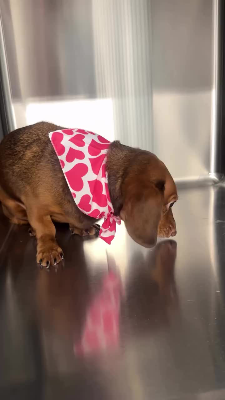 Video post from familyanimalhospitalcm.