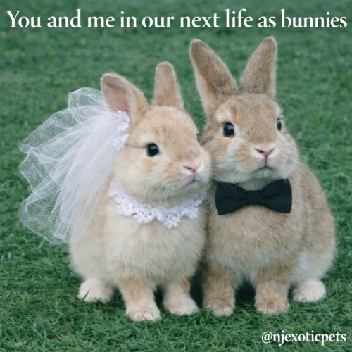 Photo post from njexoticpets.