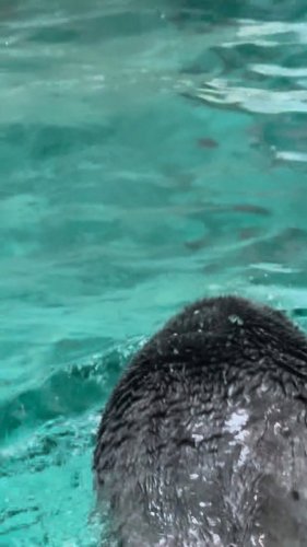 Video post from kouji_1965_123.
