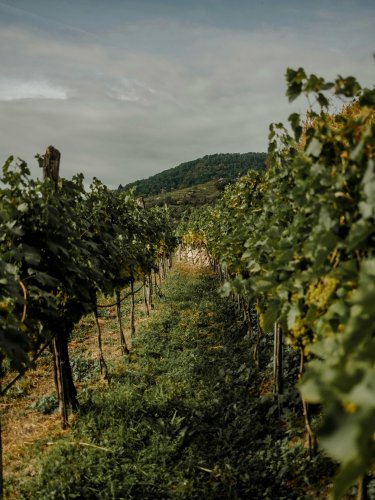 Photo post from clubdvin.