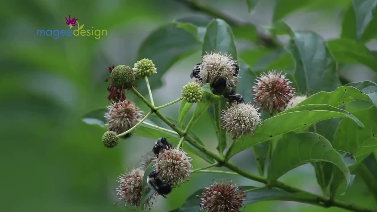 Video post from euphorbia123.