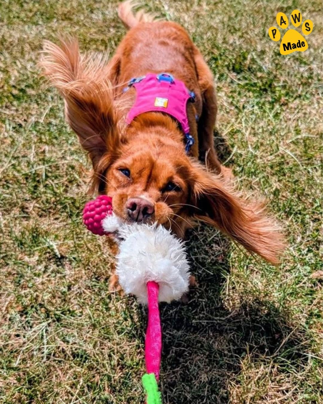 Photo post from pawstrading.