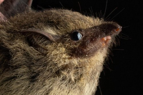 Carousel post from hombremurcielagodemexico.