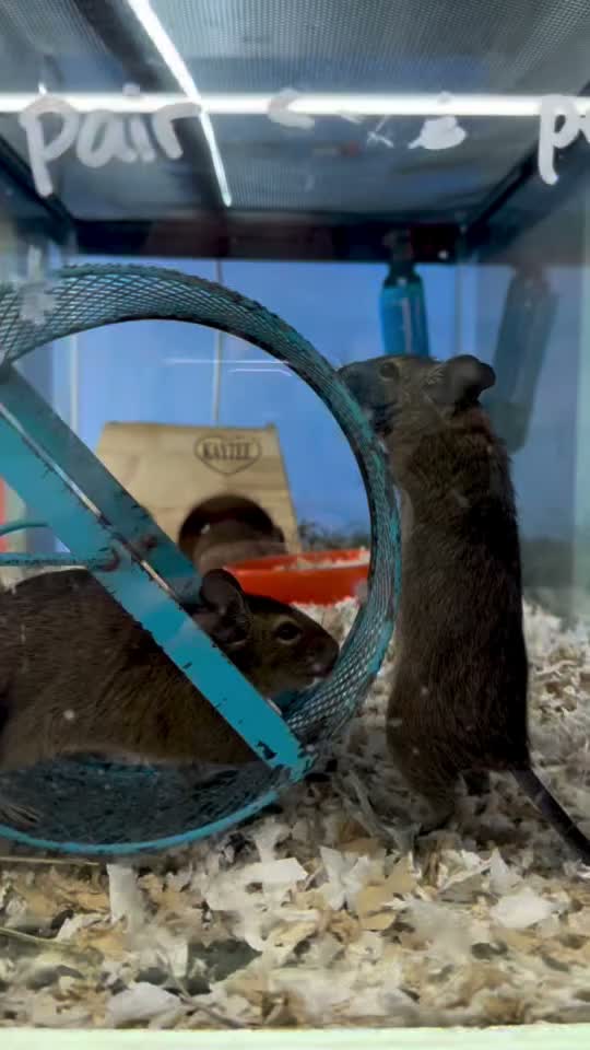 Video post from njexoticpets.