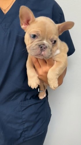 Video post from familyanimalhospitalcm.