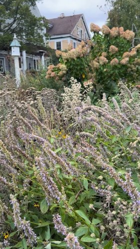 Video post from noticing__nature.