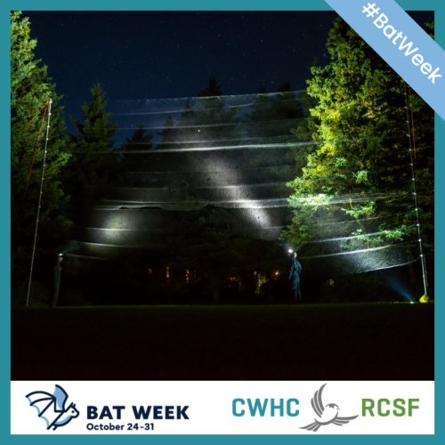 Photo post from cwhcrcsf.