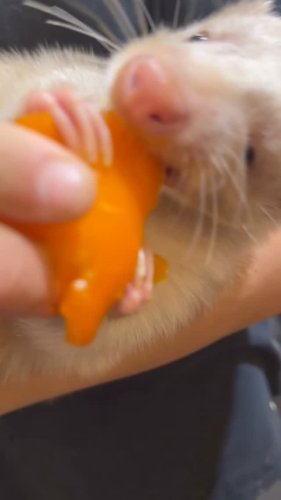 Video post from njexoticpets.