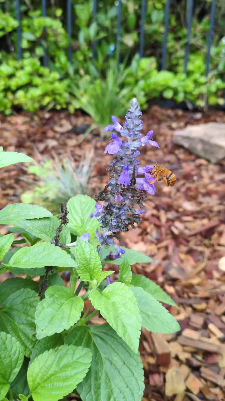 Video post from protealandscapes.