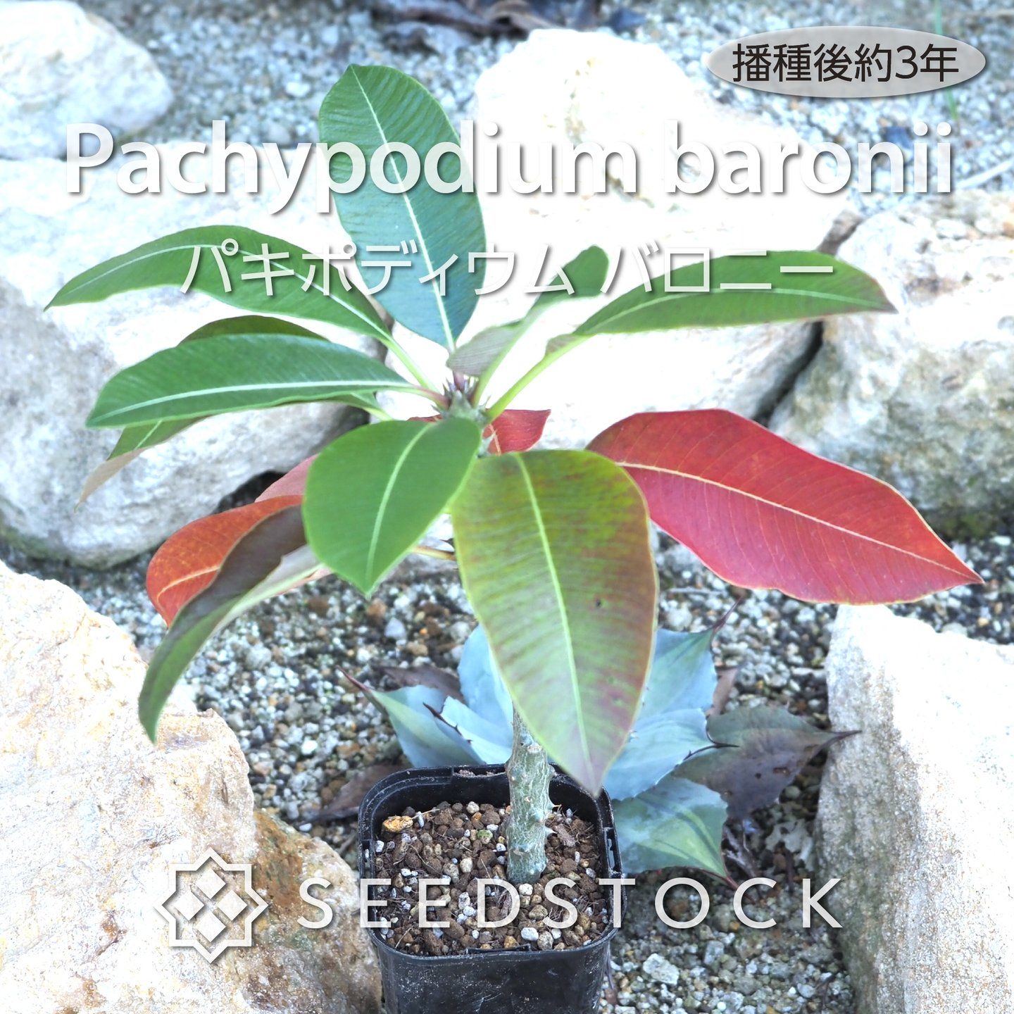 アガベ-パキポディウム-アデニウム 種子のお店 seedstock - SEEDSTOCK