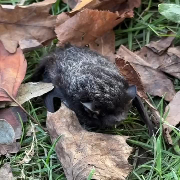 Carousel post from natgeo.ny.
