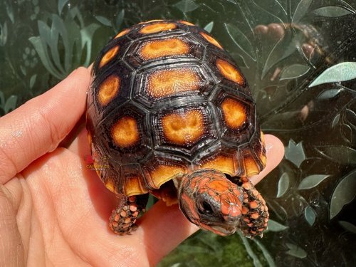 Carousel post from carapacecritters.